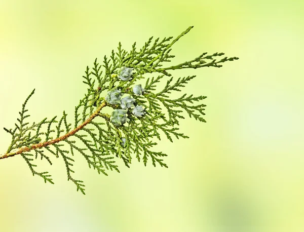 Branch of thuja Royalty Free Stock Images