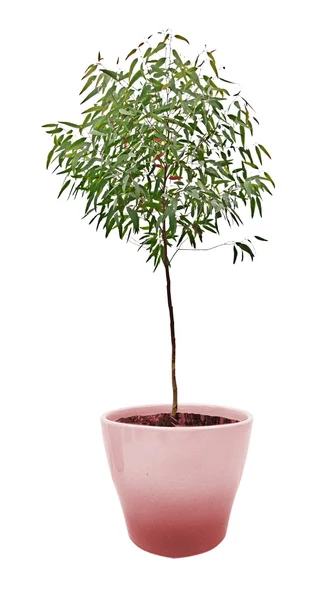 Tree in pot — Stock Photo, Image