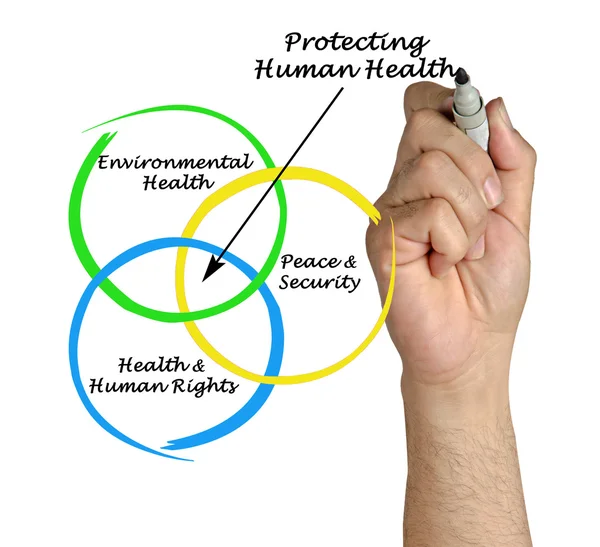 Диаграмма защиты здоровья человека — стоковое фото