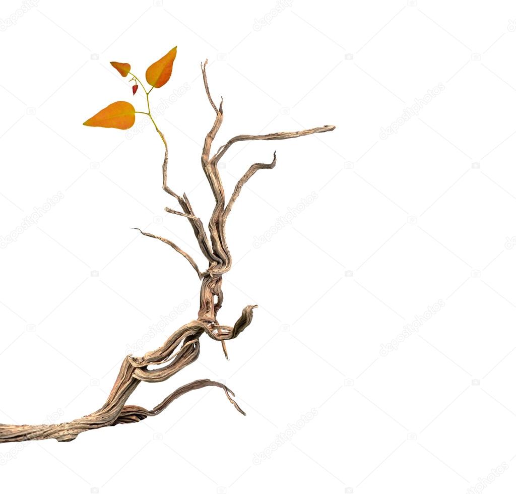 Dry branch