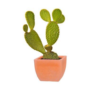 Beyaz arka plan üzerinde izole opuntia kaktüs