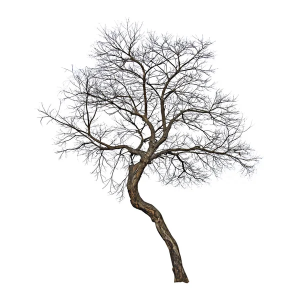Baum auf weißem Hintergrund — Stockfoto