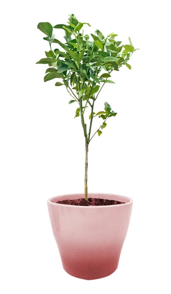 Orange tree in pot on white background — Stock Photo, Image