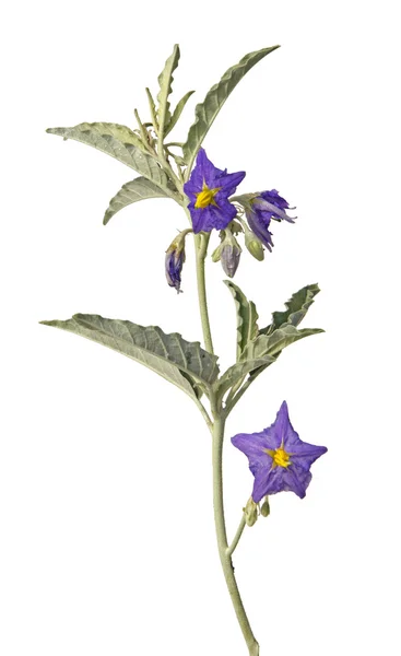 Närbild av blomma — Stockfoto