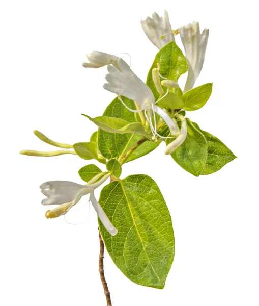 Fechar de flor — Fotografia de Stock