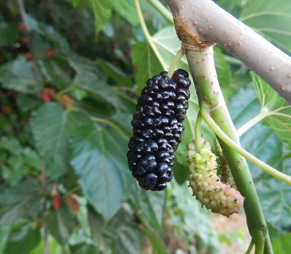 Schwarze Maulbeere — Stockfoto