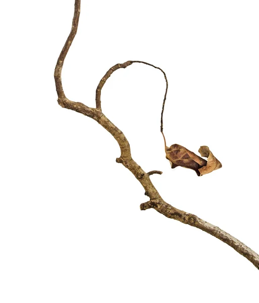 Dry branch — Stock Photo, Image