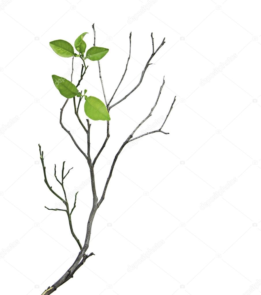 Branch with leaves