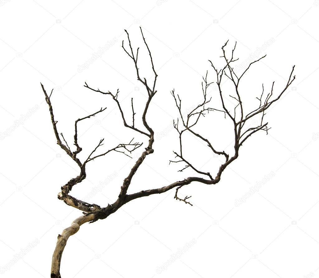 dry branch