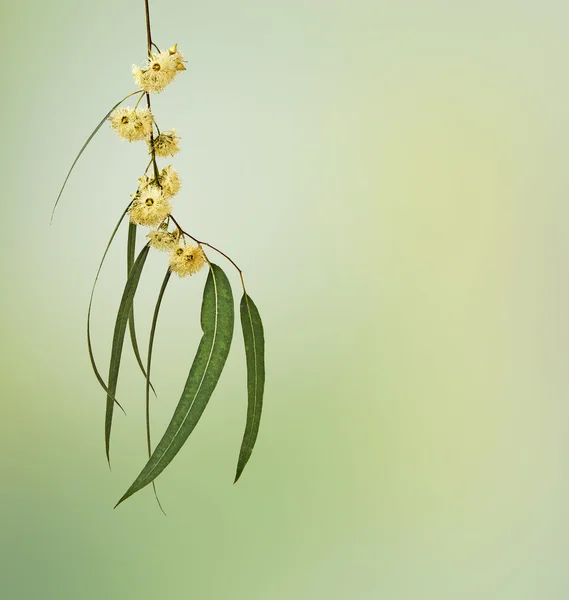 Eucalyptus branch — Stock Photo, Image