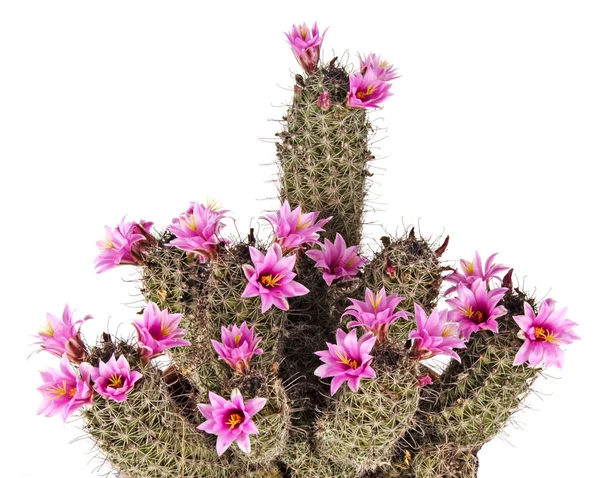 Blommande kaktus — Stockfoto