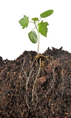 beyaz zemin üzerine fidan