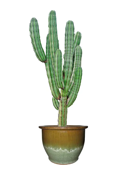 Cactus geïsoleerd op witte achtergrond — Stockfoto