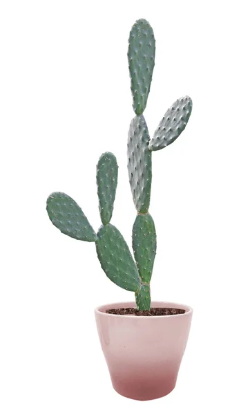 Cactus geïsoleerd op witte achtergrond — Stockfoto