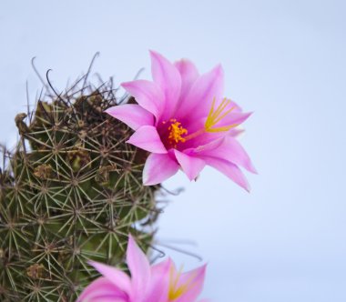 bir çiçekli kaktüs