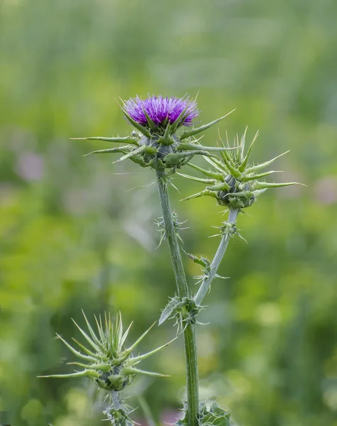 Oset kwitnącej włóczni (Cirsium vulgare)) — Zdjęcie stockowe