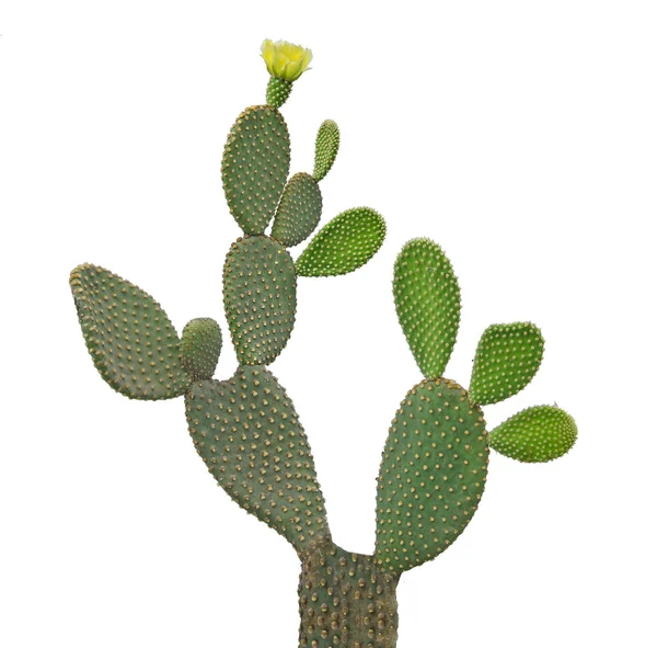 Opuntia cactus isolé sur fond blanc — Photo