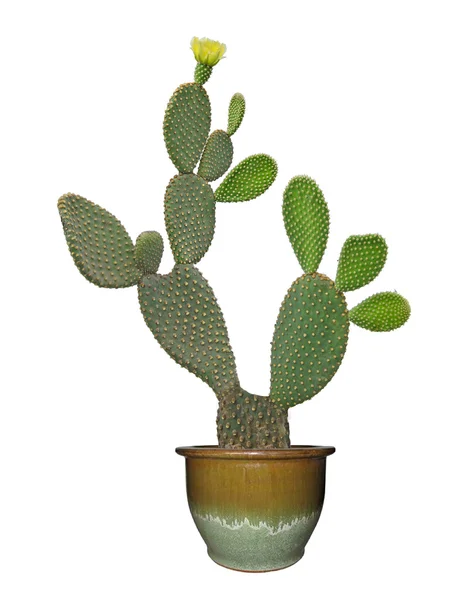 Opuntia cactus isolé sur fond blanc — Photo