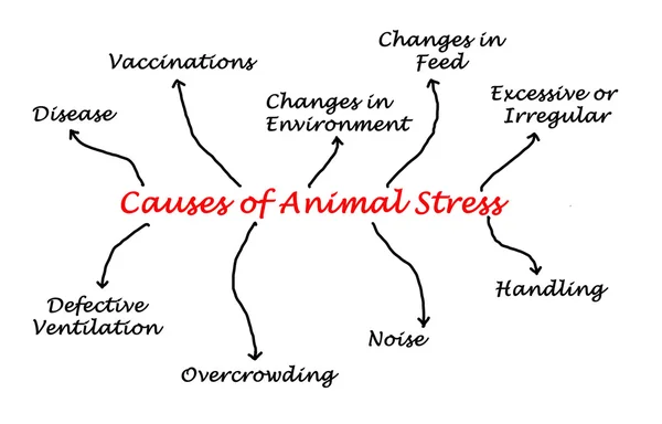 Causas del estrés animal — Foto de Stock
