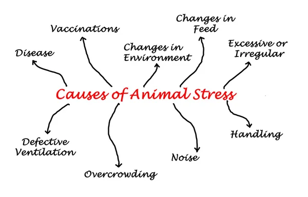 동물 스트레스의 원인 — 스톡 사진