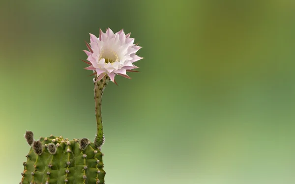 Een easter lily cactus met een bloemen — Stockfoto