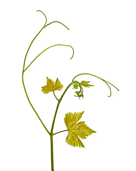 Closeup of grapevine — Stock Photo, Image