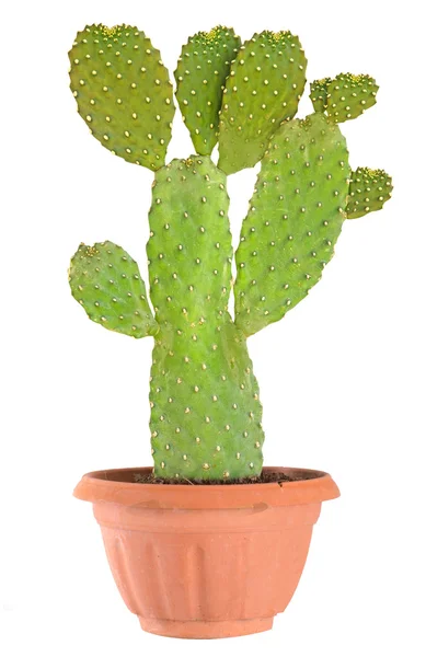 Cactus geïsoleerd op witte achtergrond — Stockfoto