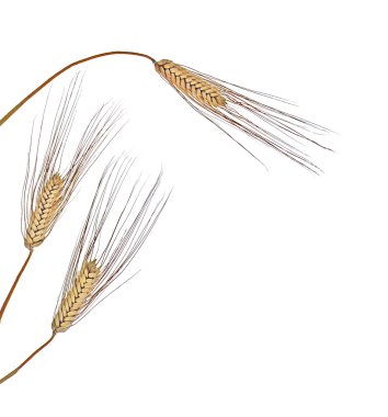 Beyaz arkaplanda buğday izole