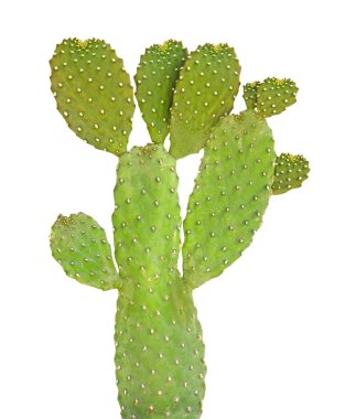 kaktüsün üzerinde beyaz backgraund