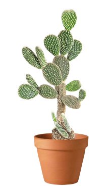 Kaktüs beyaz arkaplanda izole