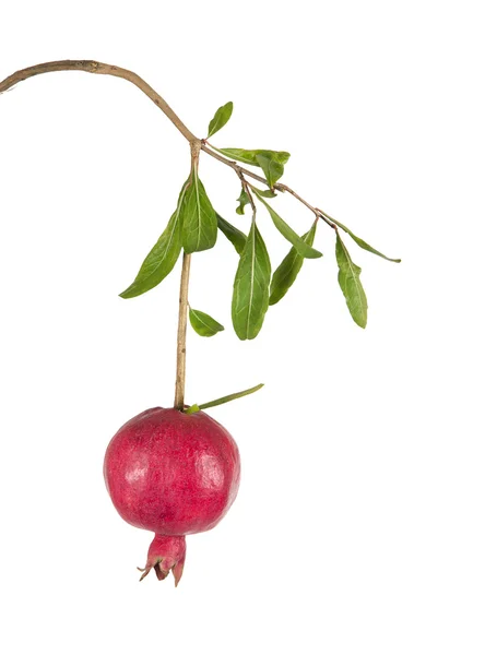 Ripe pomegranate on branch isolated on white background — Stock Photo, Image