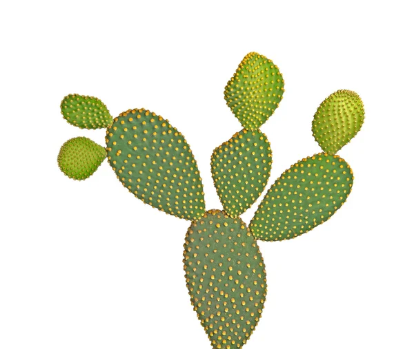 Opuntia cactus isolé sur fond blanc — Photo