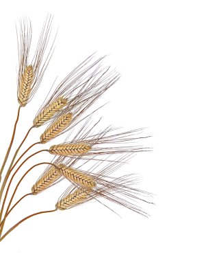 Beyaz arkaplanda buğday izole