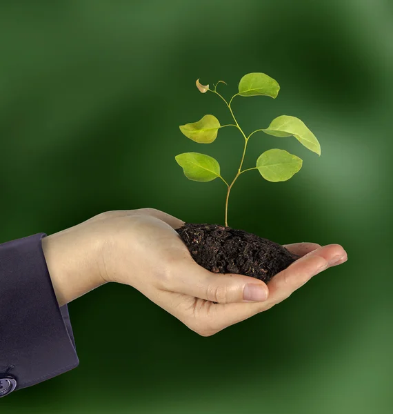 Sapling in female hand — Stock Photo, Image