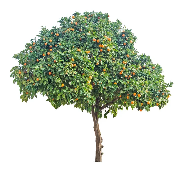 Tangerine tree on white background — Stock Photo, Image