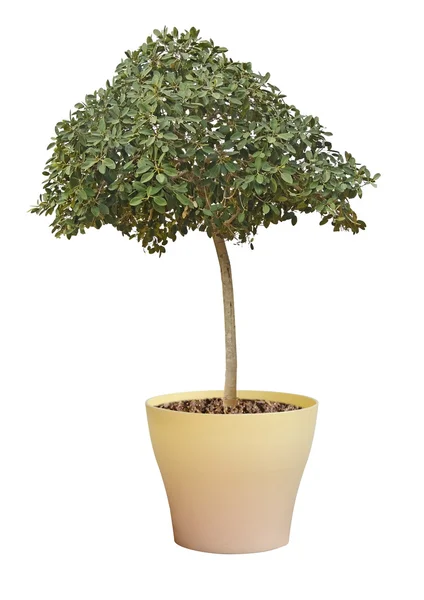 Tree in pot — Stock Photo, Image