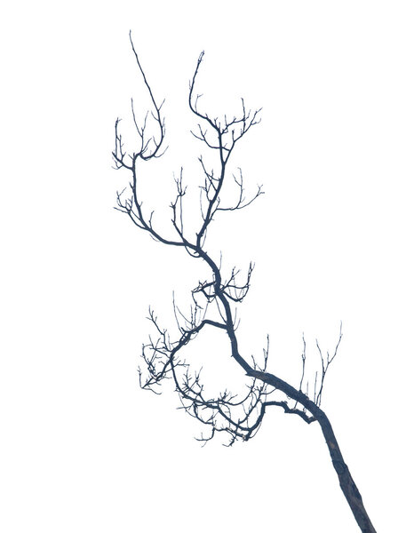 dry branch
