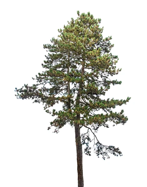 Close up of Pine tree — Stock Photo, Image