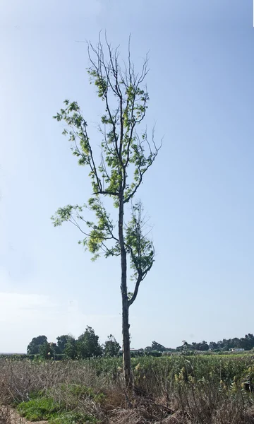 Крупним планом дерево в Ізраїлі — стокове фото