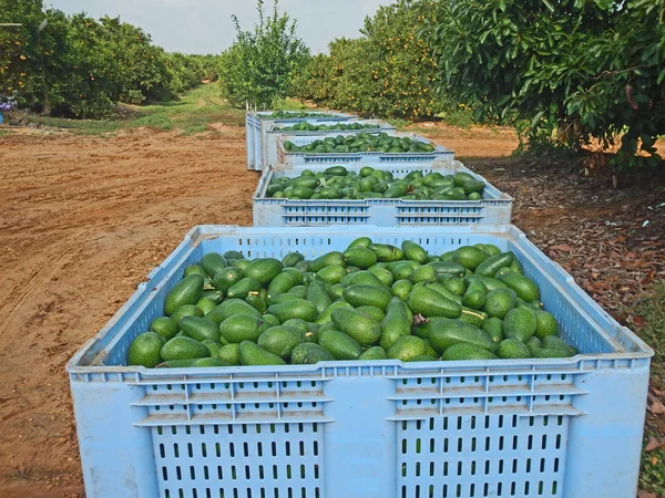 Авокадо врожаю в Ізраїлі — стокове фото