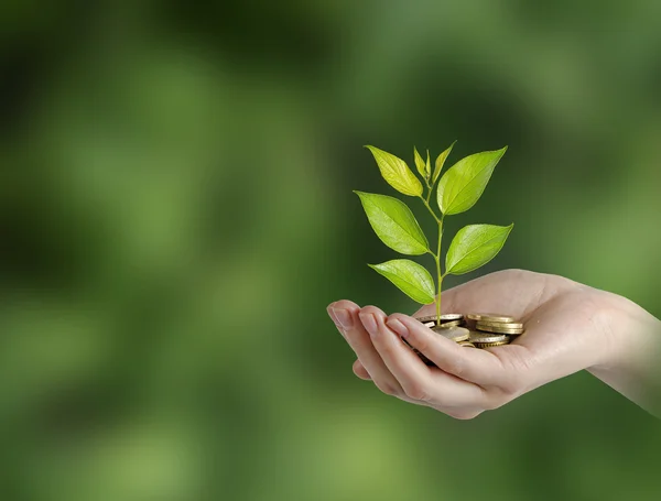 Investing to green business — Stock Photo, Image