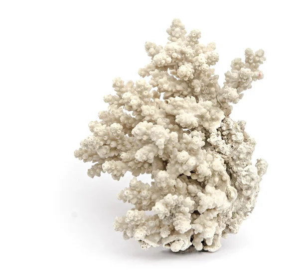 Κοράλλι σε λευκό φόντο — Φωτογραφία Αρχείου