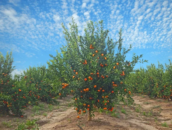 Reife Mandarinen am Baum — Stockfoto