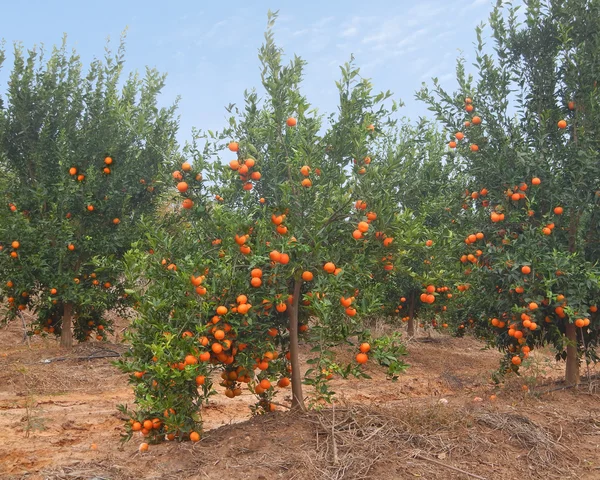 Érett Tangerine Tree — Stock Fotó