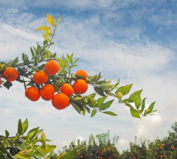 Mandarinen am Ast — Stockfoto