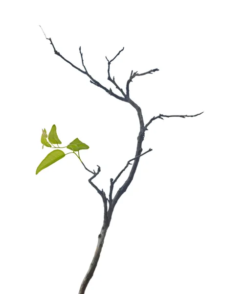Dry branch with leaf — Stock Photo, Image