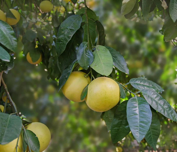 Frutti maturi su ramo — Foto Stock