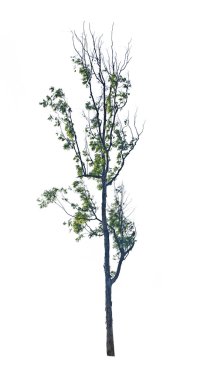 Beyaz arka plan üzerinde izole huş ağacı