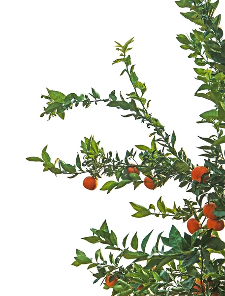 Branches of tangerine tree on white background — Stock Photo, Image