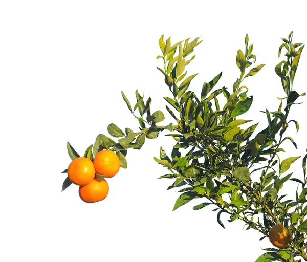 Rama de árbol de mandarina sobre fondo blanco — Foto de Stock